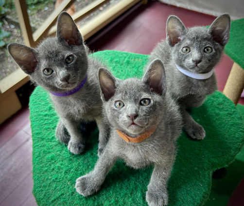 Blossom's kittens at 6 weeks